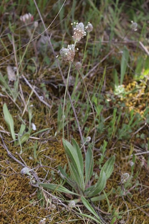Plantain pied-de-livre, Plantago lagopus, Plaine des Maures, Var, mai 2019