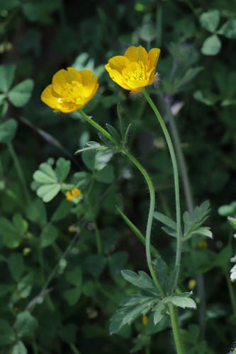 Renoncule bulbeuse, Ranunculus bulbosus, Les Mayons, Var, mai 2019