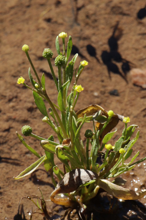 Renoncule de Rodi, Ranunculus revellierii, Plaine des Maures, Var, mai 2019