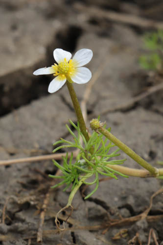 Renoncule  feuilles capillaires, Ranunculus trichophyllus, Flassans-sur-Issole, Lac Redon, mai 2019