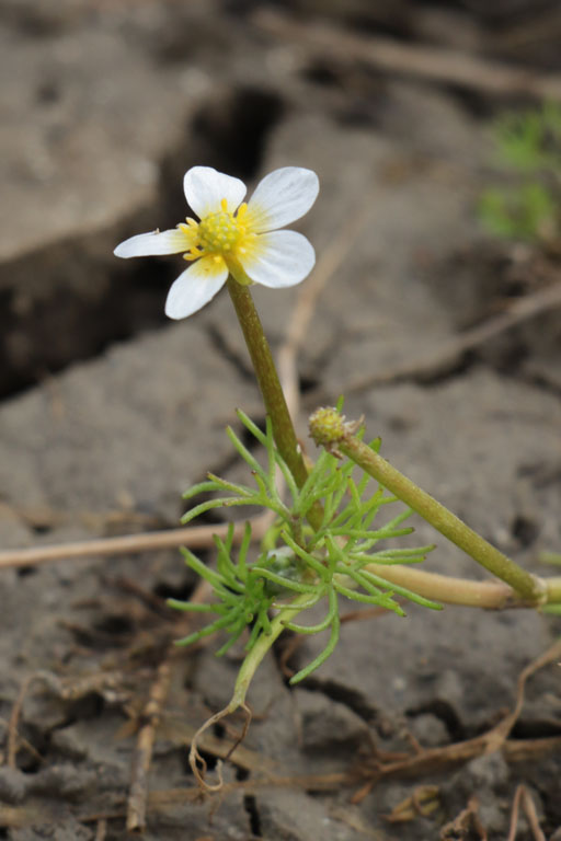 Renoncule  feuilles capillaires, Ranunculus trichophyllus, Flassans-sur-Issole, Lac Redon, mai 2019