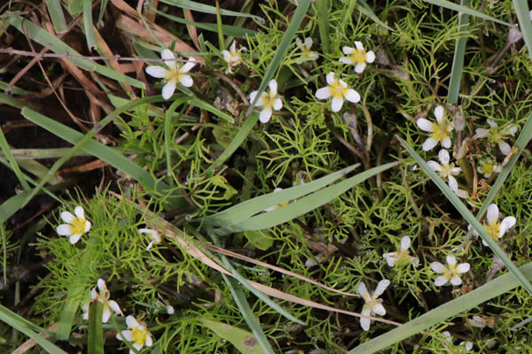 Renoncule  feuilles capillaires, Ranunculus trichophyllus, Flassans-sur-Issole, Lac Redon, mai 2019