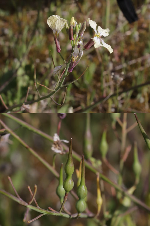 Radis maritime, Raphanus raphanistrum subsp. landra, Plaine des Maures, Var, mai 2019