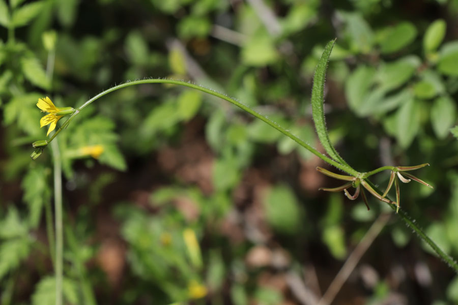 Rhagadiole comestible, Rhagadiolus edulis, Flassans-sur-Issole, Lac Redon, mai 2019