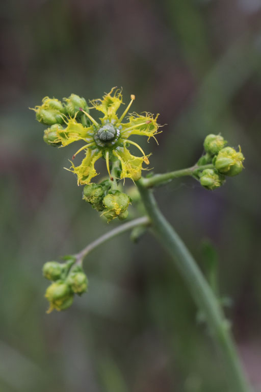 Rue  feuilles troites, Ruta angustifolia, Toulon, Mont Faron, mai 2019