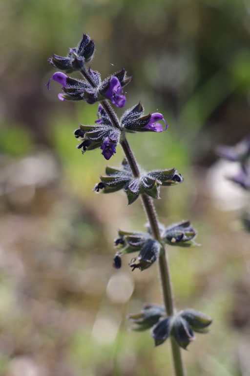 Sauge  feuilles de verveine, Salvia verbenaca subsp. verbenaca, Plaine des Maures, Var, mai 2019