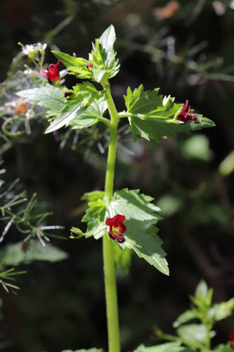Scrophulaire voyageuse, Scrophularia peregrina, Les Mayons, Var, mai 2019
