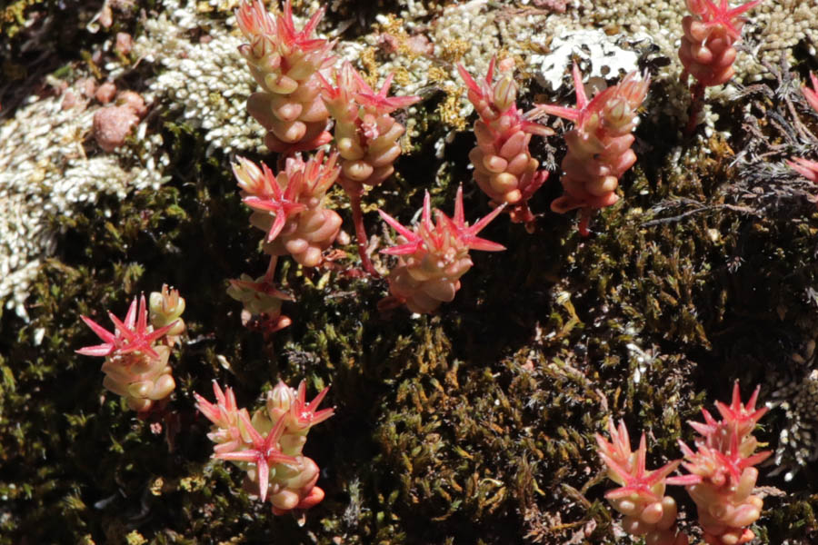 Orpin gazonnant, Sedum caespitosum, Plaine des Maures, Var, mai 2019