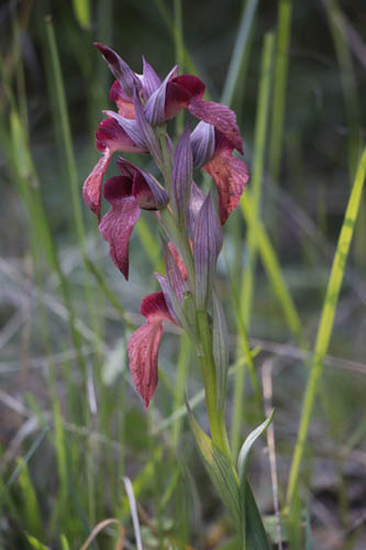 Srapias mconnu, Serapias neglecta, Plaine des Maures, Var, mai 2019
