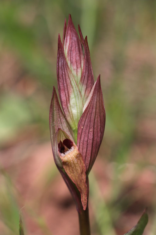 Srapias  labelle allong, Serapias vomeracea, Gonfaron, Var, mai 2019