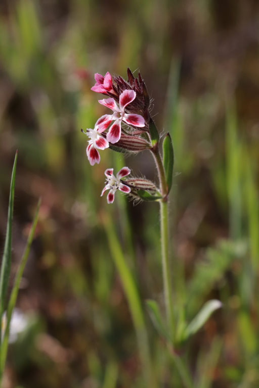 Silne de France, Silene gallica, Plaine des Maures, Var, mai 2019