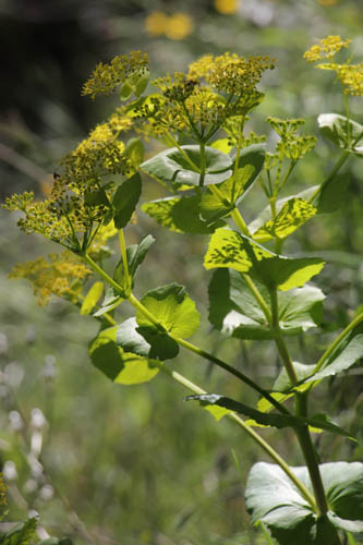 Smyrnium perfoli, Smyrnium perfoliatum, Les Mayons, Var, mai 2019