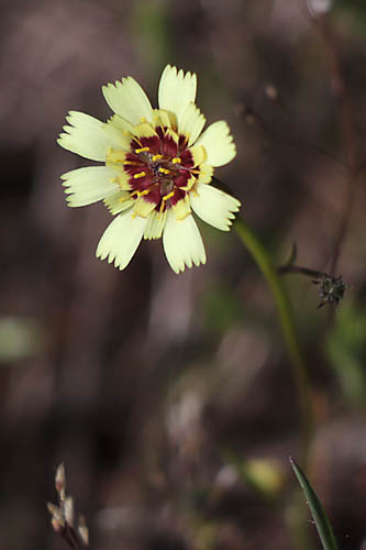 Trpane en ombelle, Tolpis umbellata, Plaine des Maures, Var, mai 2019