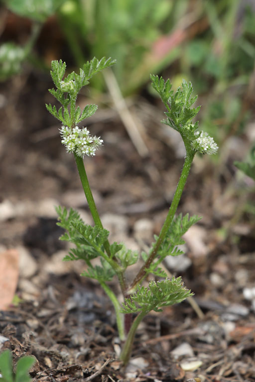 Torilis noueux, Torilis nodosa, Toulon, le Coudon, mai 2019