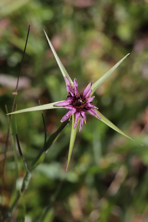 Salsifis  feuilles troites, Tragopogon angustifolius, Plaine des Maures, Var, mai 2019