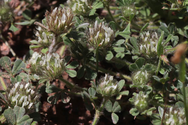 Trfle de Cherler, Trifolium cherleri, Plaine des Maures, Var, mai 2019