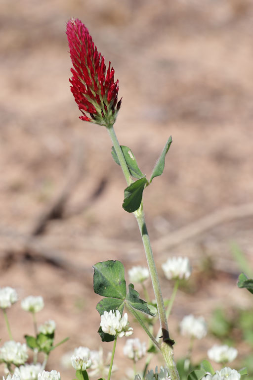 Trfle incarnat, Trifolium incarnatum var. incarnatum, Plaine des Maures, Var, mai 2019
