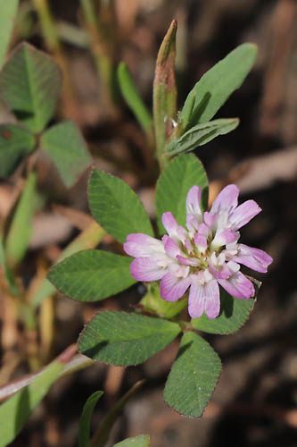 Trfle renvers, Trifolium resupinatum, Gonfaron, Var, mai 2019