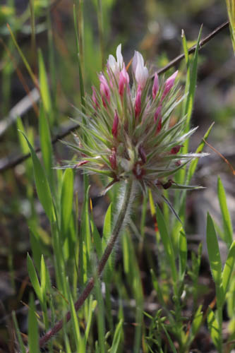 Trfle toil, Trifolium stellatum, Plaine des Maures, Var, mai 2019