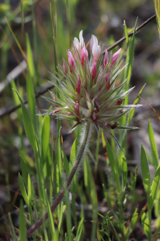 Trfle toil, Trifolium stellatum, Plaine des Maures, Var, mai 2019