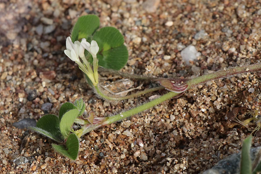 Trfle souterrain, Trifolium subterraneum, Plaine des Maures, Var, mai 2019