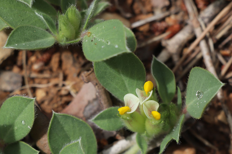 Anthyllide  quatre feuilles, Tripodion tetraphyllum, Toulon, le Coudon, mai 2019