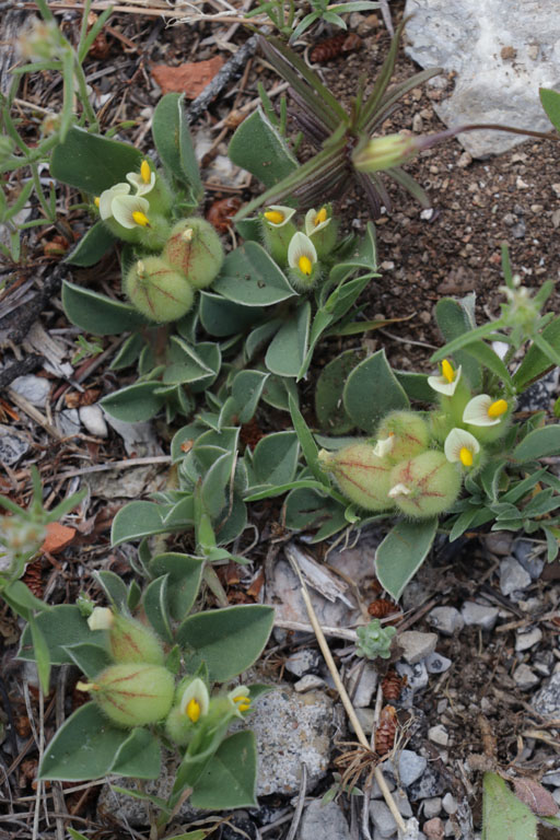 Anthyllide  quatre feuilles, Tripodion tetraphyllum, Toulon, le Coudon, mai 2019