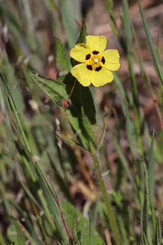 Hlianthme tach, Tuberaria guttata, Plaine des Maures, Var, mai 2019