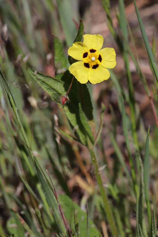 Hlianthme tach, Tuberaria guttata, Plaine des Maures, Var, mai 2019