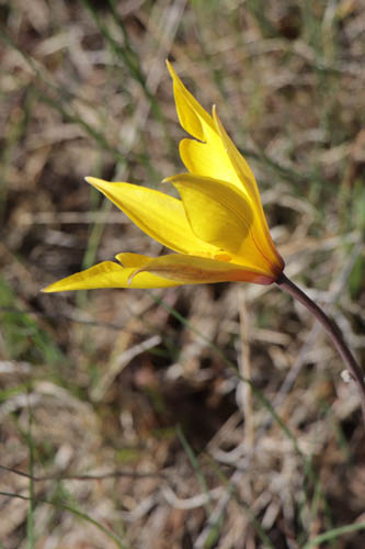 Tulipe australe, Tulipa sylvestris subsp. australis, Les Mayons, Var, mai 2019