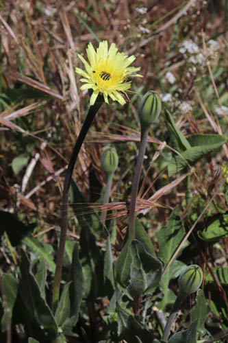 Urosperme de Dalchamps, Urospermum dalechampii, Frjus, Var, mai 2019