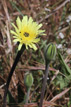 Urosperme de Dalchamps