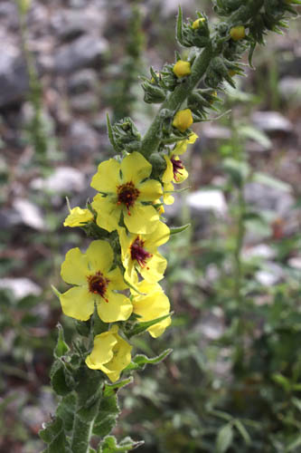 Molne de Boerhaave, Verbascum boerhavii, Toulon, Mont Faron, mai 2019
