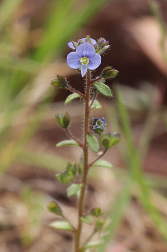 Vronique  feuilles de Calament, Veronica acinifolia, Gonfaron, Var, mai 2019