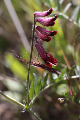 Vesce du Bengale, Vicia benghalensis, Plaine des Maures, Var, mai 2019