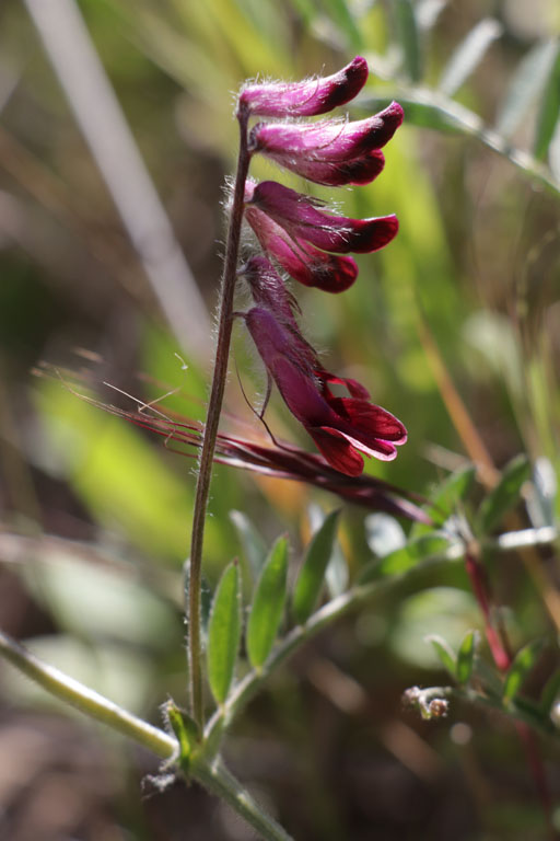 Vesce du Bengale, Vicia benghalensis, Plaine des Maures, Var, mai 2019