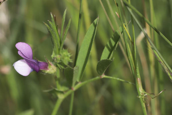 Vesce de Bithynie, Vicia bithynica, Gonfaron, Var, mai 2019