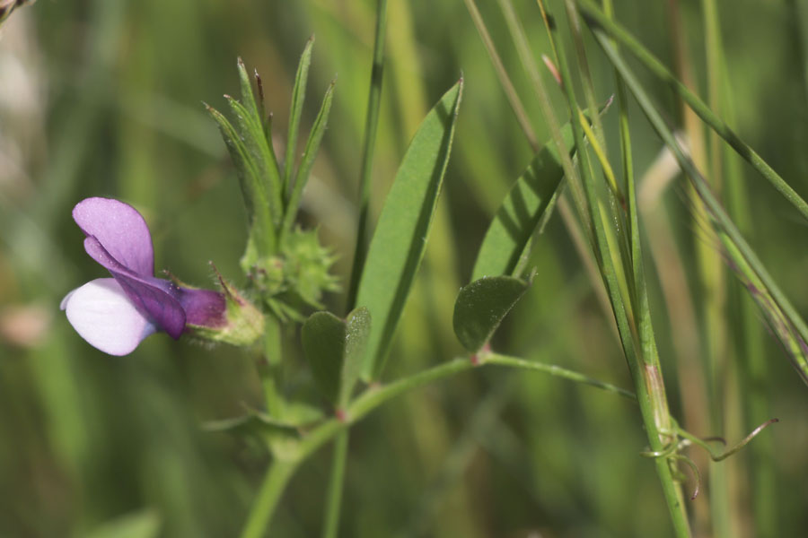 Vesce de Bithynie, Vicia bithynica, Gonfaron, Var, mai 2019