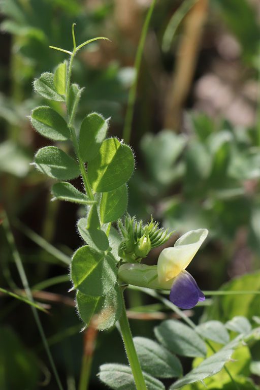 Vesce de Barbazita, Vicia laeta, Les Mayons, Var, mai 2019