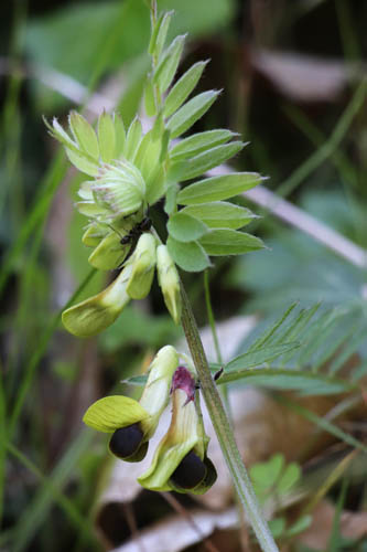 Vesce noirtre, Vicia melanops, Les Mayons, Var, mai 2019