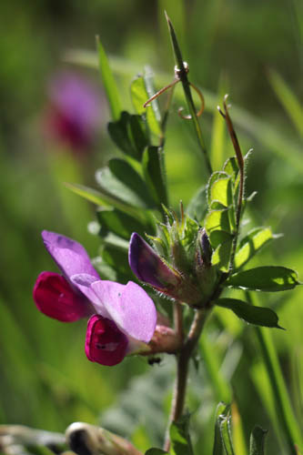 Vesce cultive, Vicia sativa subsp. sativa, Frjus, Var, mai 2019