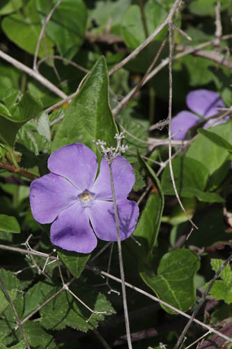 Grande pervenche, Vinca major, Plaine des Maures, Var, mai 2019