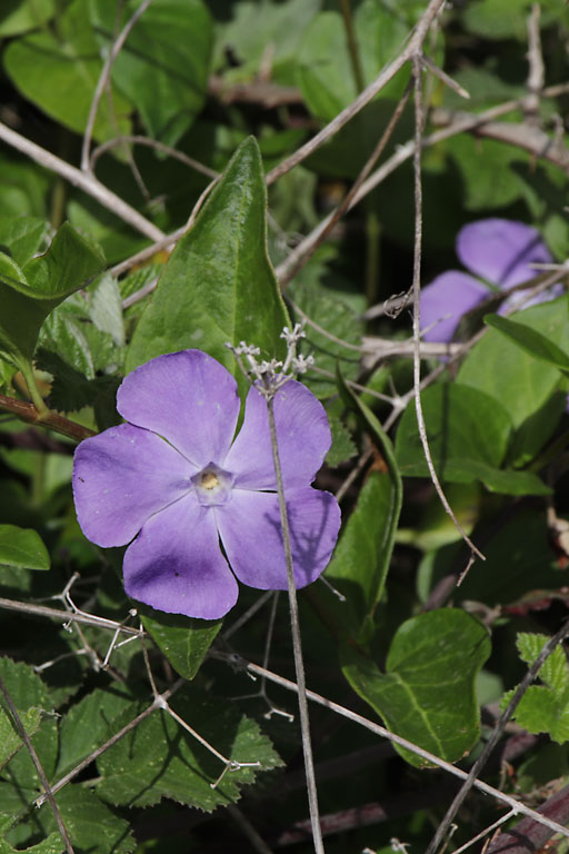 Grande pervenche, Vinca major, Plaine des Maures, Var, mai 2019