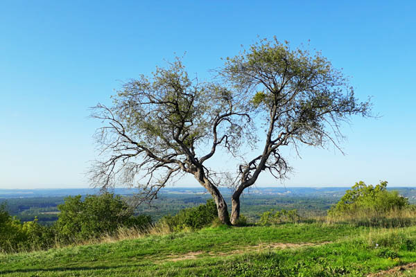 L'arbre de Chrence