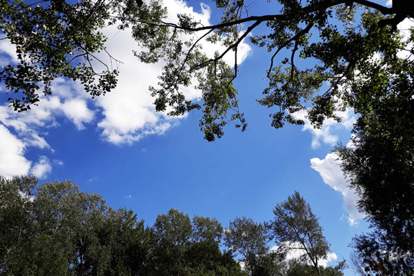 Ciel
