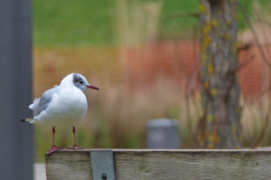 Mouette