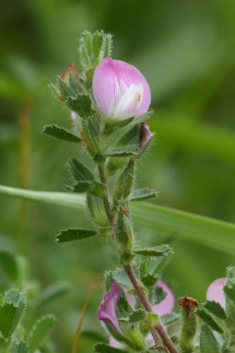 Bugrane renverse, Ononis reclinata, Gers, juillet 2020