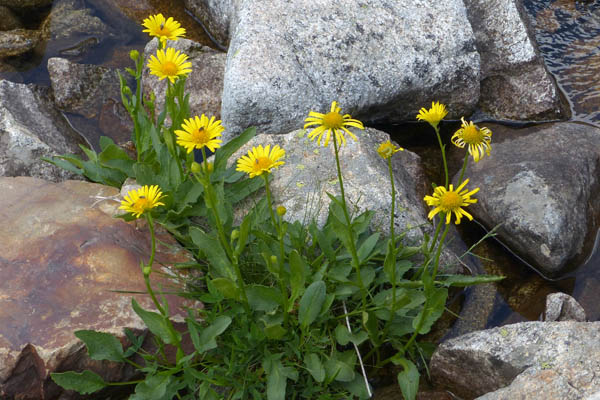 Sneon Doronic, Senecio doronicum, Pyrnes, Arrmoulit, aot 2020