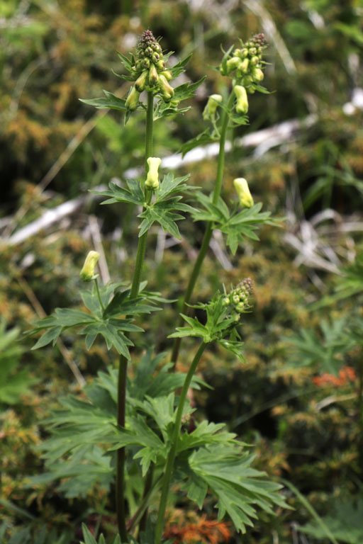 Aconit tue-loup, Aconitum lycoctonum, Haute Provence, Montagne de Lure, juin 2020