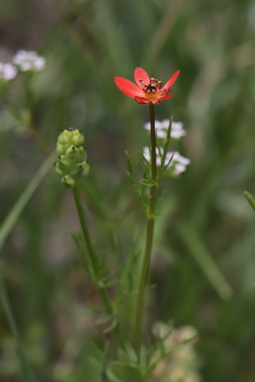 Adonis flamm, Adonis flammea, Haute Provence, Montagne de Gache, juin 2020